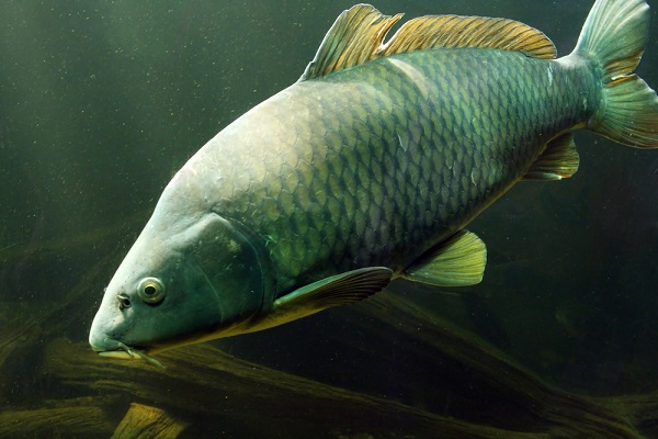 Les poissons de l’Hérault